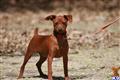 Miniature Pinscher